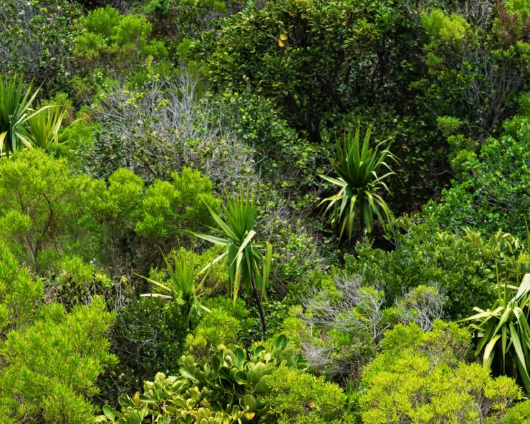 Les Palétuviers NATURE PARC-53b